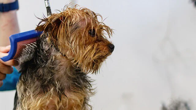 How Often Should You Groom a Long-Haired Dog?