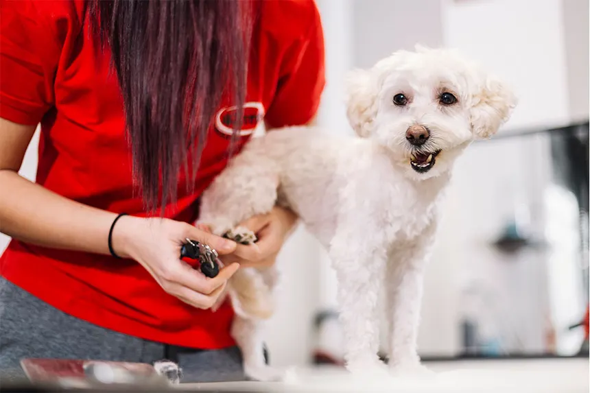 How Often Should You Trim Dog Nails in Australia?