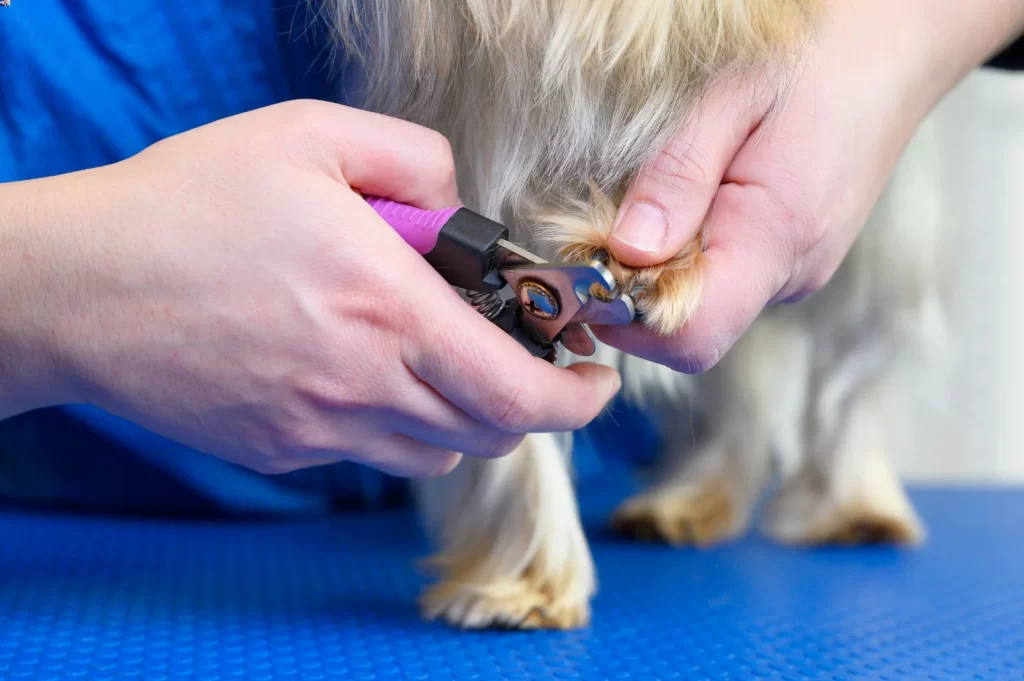How Often Should You Trim Your Dog’s Nails?