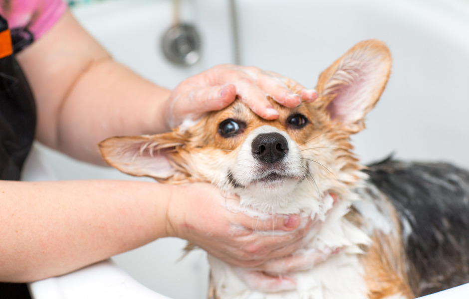 How Often Should You Use Natural Shampoo on Your Dog?
