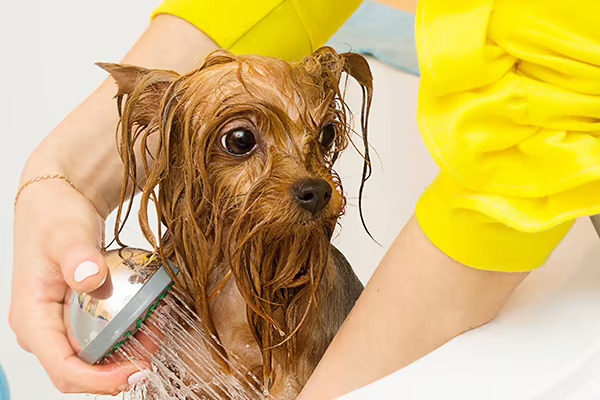 How Often Should You Wash or Fully Groom Your Dog?
