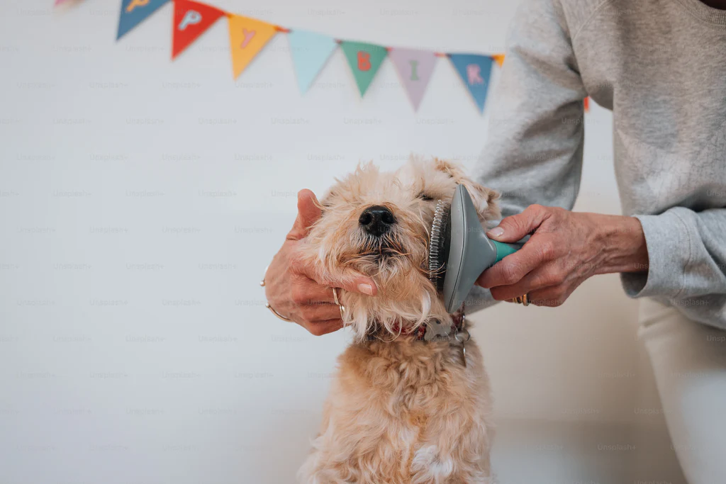 How Regular Grooming Prevents Matting
