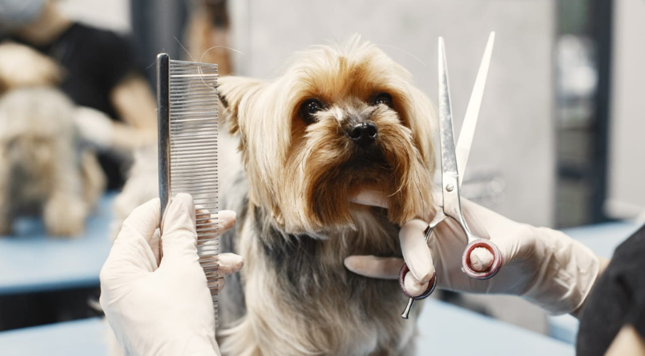 How to Choose the Right Grooming Service for Your Pet
