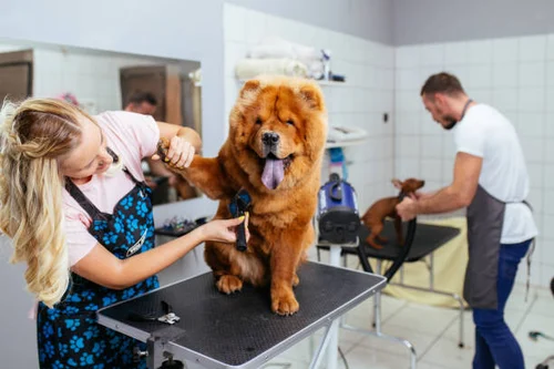 How to Choose the Right Grooming Style for Your Dog’s Breed