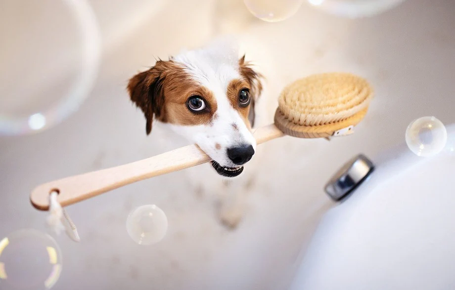How to Choose the Right Shampoo for Your Dog