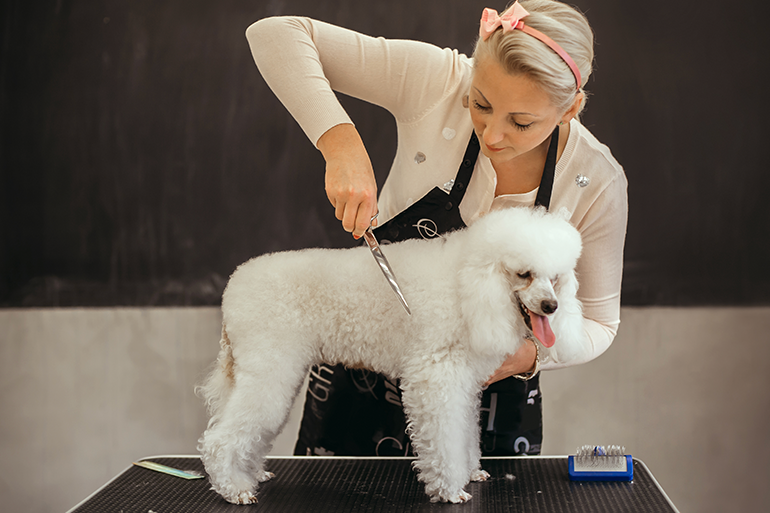 How to Communicate with Your Groomer
