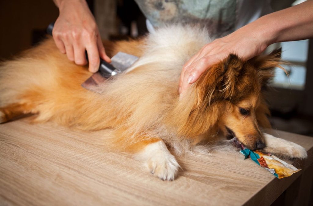 How to Detangle Dog Hair Safely at Home