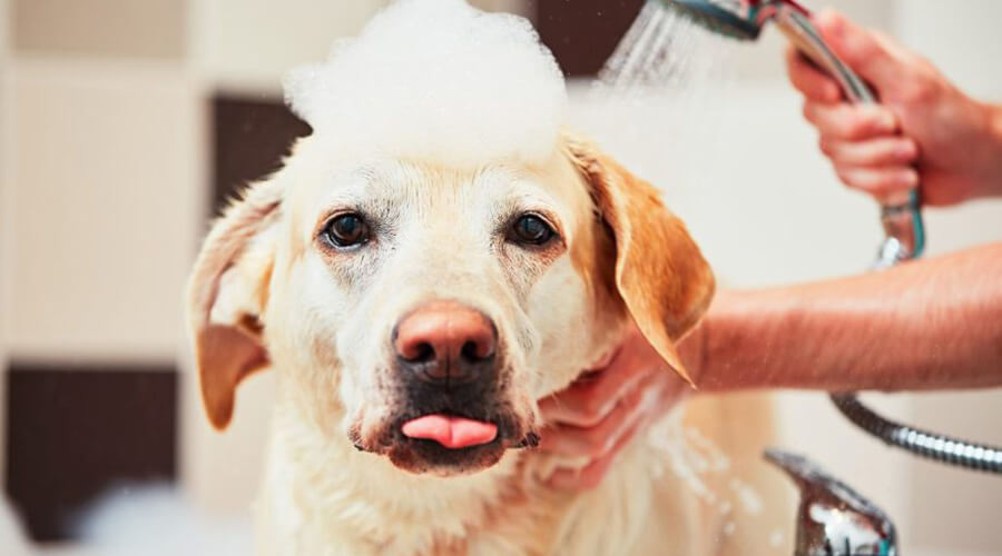 How to Do a Safe, Stress-Free Home Wash