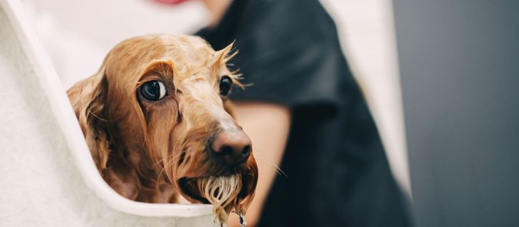 How to Get a Nervous Dog Used to Grooming: A Step-by-Step Approach