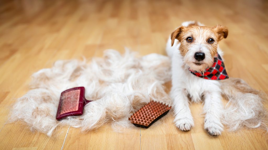 How to Groom Your Dog During Shedding Season: Expert Aussie Tips