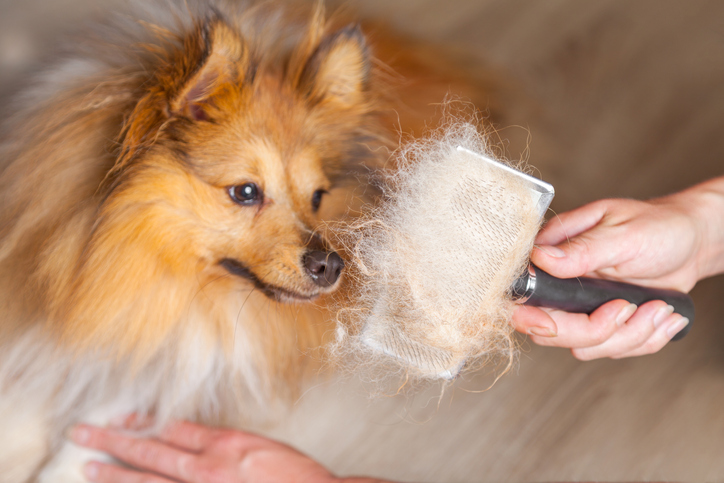 How to Groom Your Dog During Shedding Season