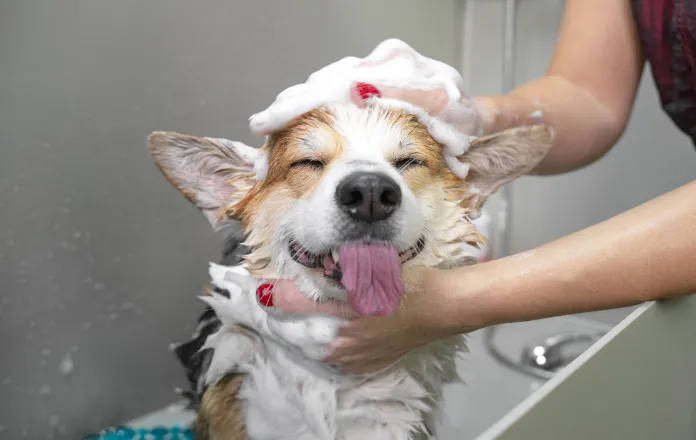 How to Make Grooming a Positive Experience for Your Dog
