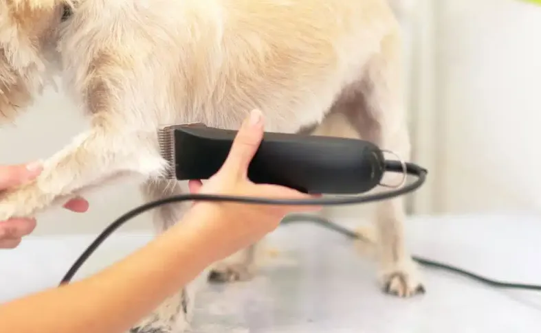 How to Safely Groom a Dog with Human Clippers (If You Must)