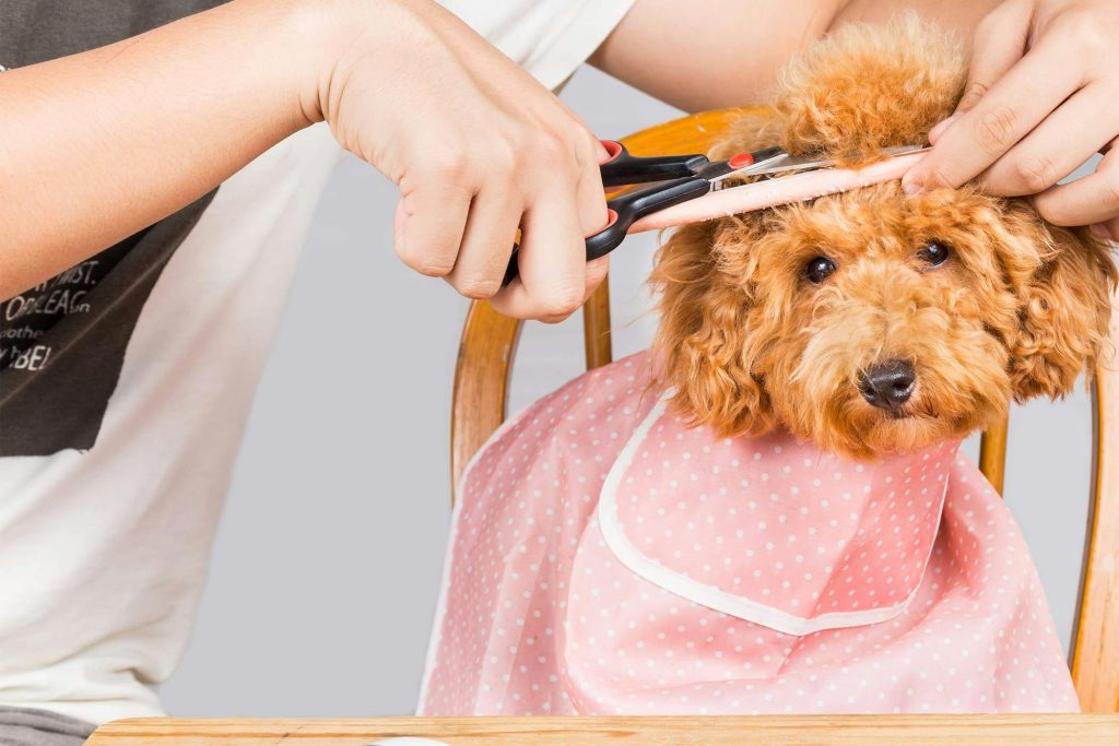 How to Safely Trim the Hair Around Your Dog’s Eyes, Ears, and Paws