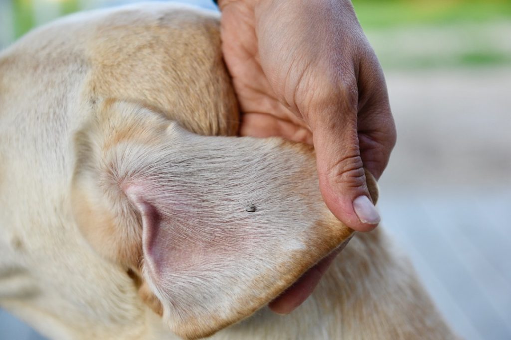 How to Spot Ticks on Your Dog’s Body