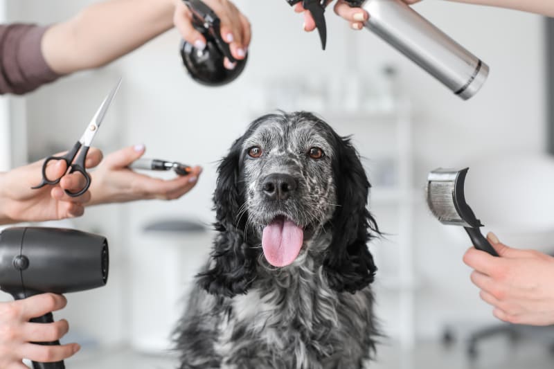 How to Tell If Your Dog Needs a Professional Groom or a Simple Home Wash