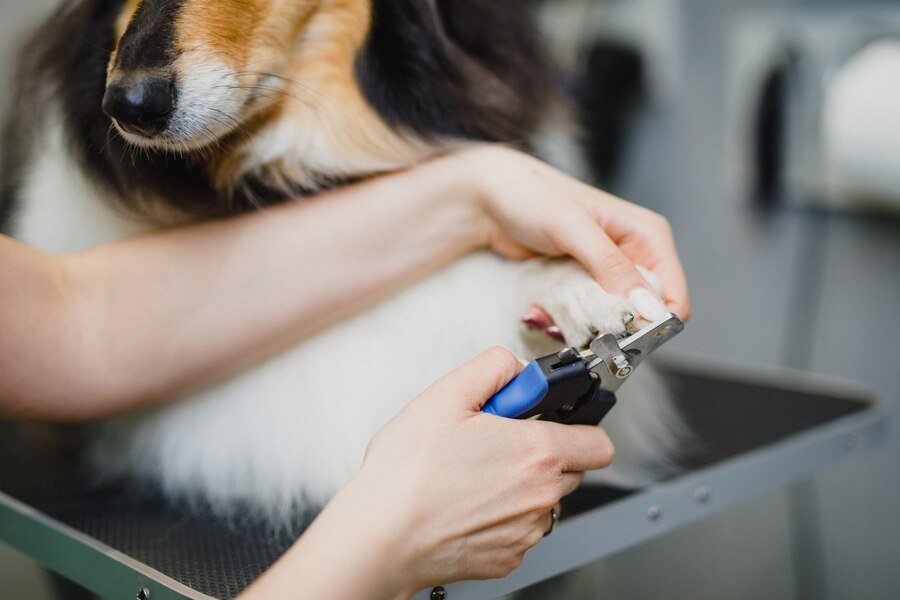 How to Tell If Your Dog’s Nails Are Too Long