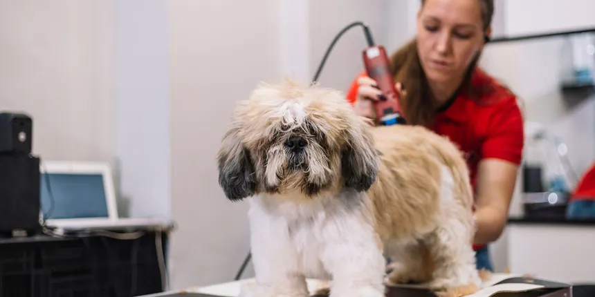 Human Clippers vs Dog Clippers: What’s the Difference?