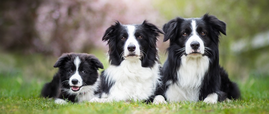 Identifying Your Dog's Coat Type