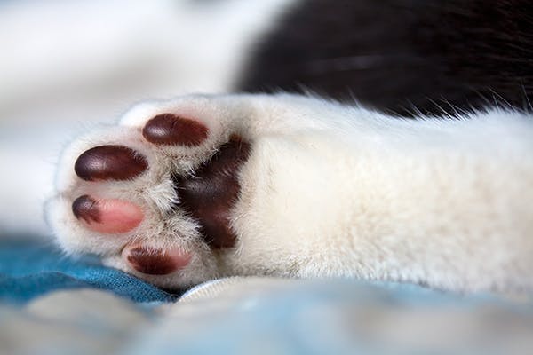 Immediate First Aid for Minor Paw Pad Issues