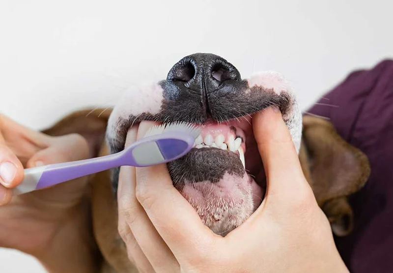 Improper Brushing Techniques