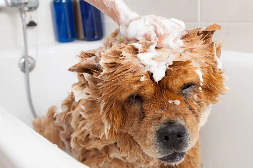 Improper Dog Grooming Practices