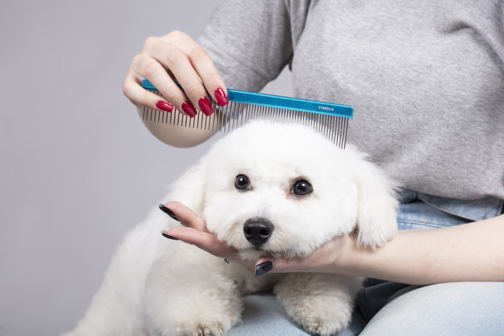 In-Home vs Professional Grooming: What’s Better for Mental Health?