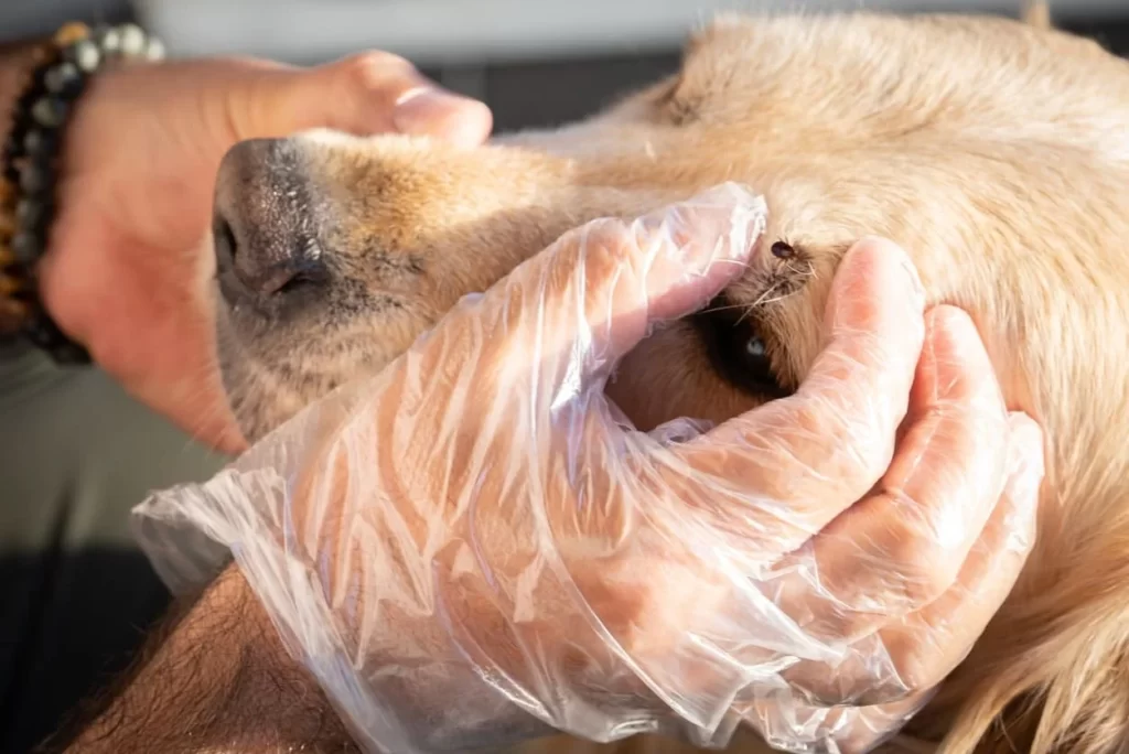 Integrating Tick Checks Into Your Dog’s Regular Care Routine