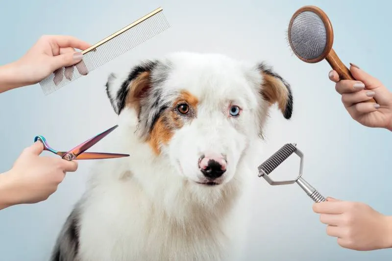 Is It Illegal to Shave Double-Coated Dogs in Australia?