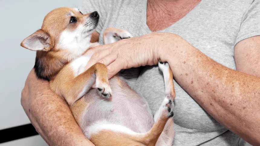 Is It Safe to Groom a Pregnant Dog? What You Need to Know