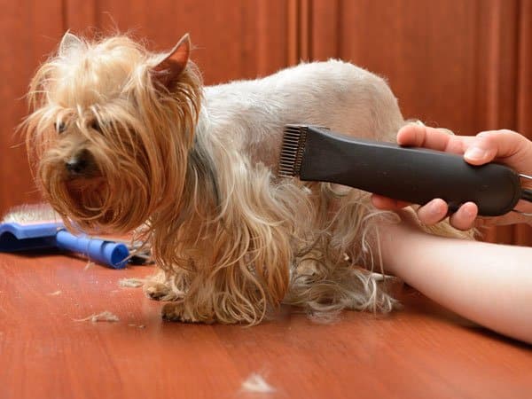 Is Your Dog’s Grooming Schedule Making Their Skin Worse?
