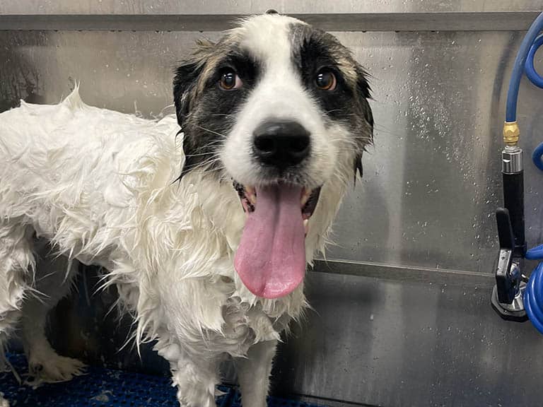 Keep Your Dog’s Skin Healthy Through Smart Grooming