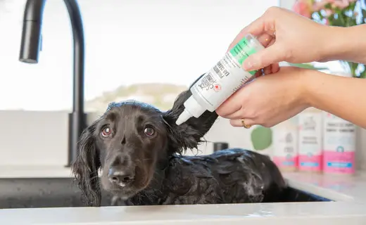 Keeping Your Dog Healthy With Regular Ear Care