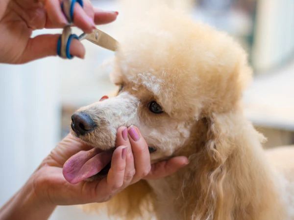 Lifestyle-Based Grooming Choices