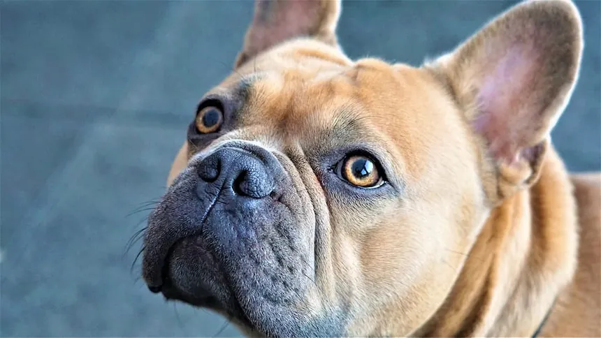 Low-Maintenance Dog Breeds That Don’t Require Grooming Services Often