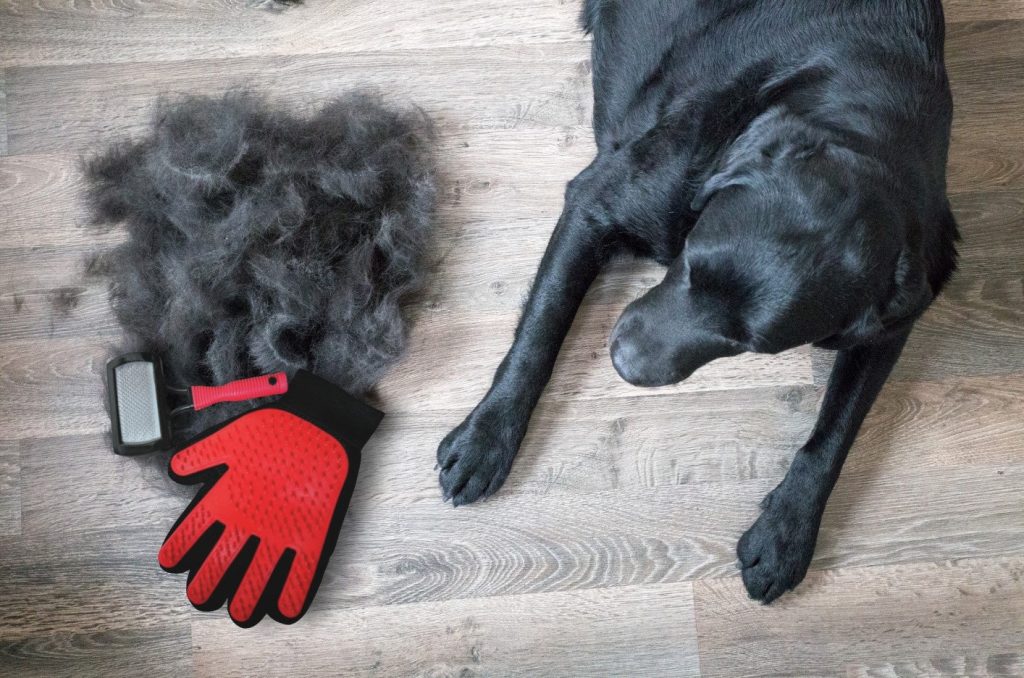 Managing Fur in Your Home
