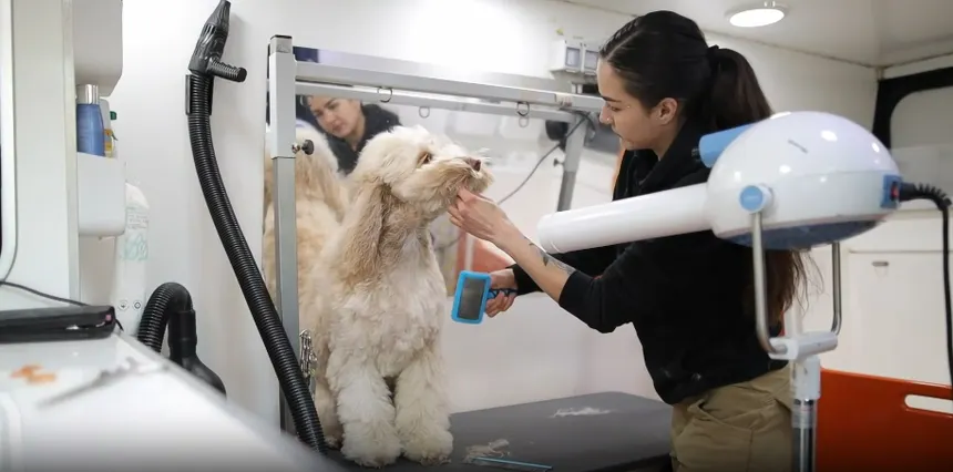Mobile Grooming Services for Nervous Dogs