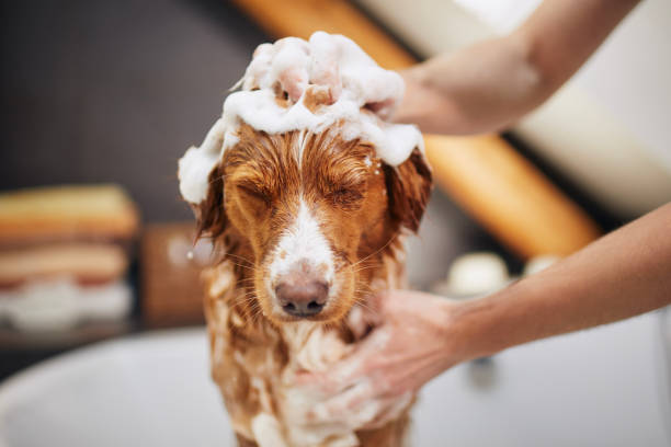 Natural and DIY Dog Conditioner Options