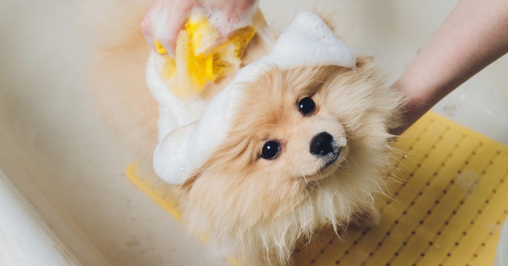 Natural Doesn’t Mean DIY — Should You Make Your Own Dog Shampoo?