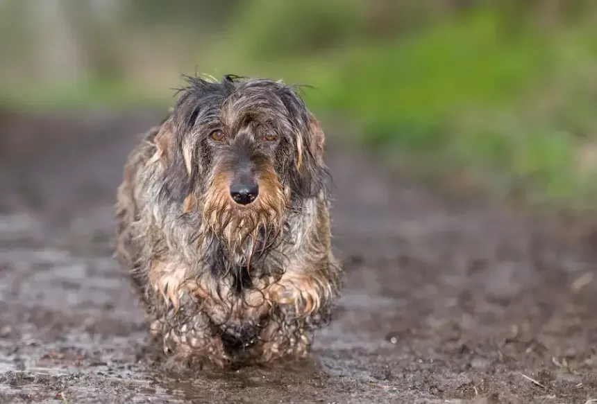 Odor Issues in Long-Haired Dogs