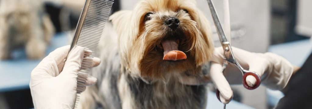 Pet Grooming Services in Australia – What to Look For