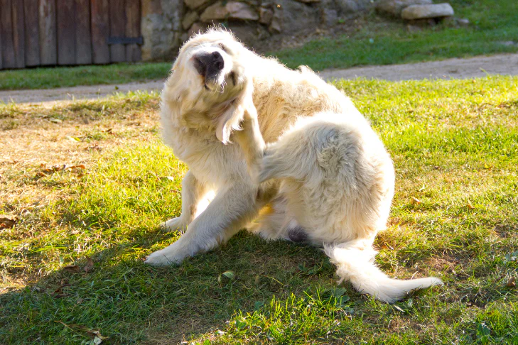 Pet Grooming Tips for Tick Prevention