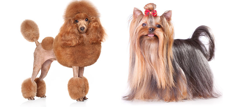 Popular Dog Grooming Styles Explained