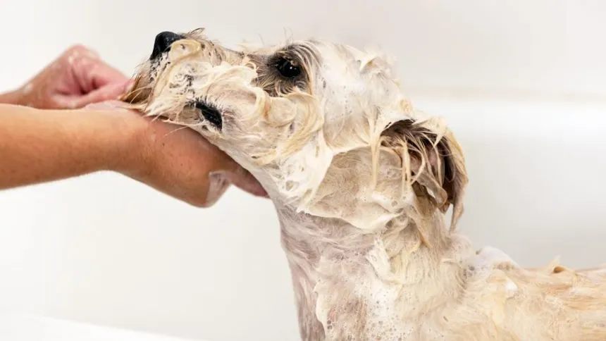 Popular Dog Shampoos for Sensitive Skin in Australia Reviewed