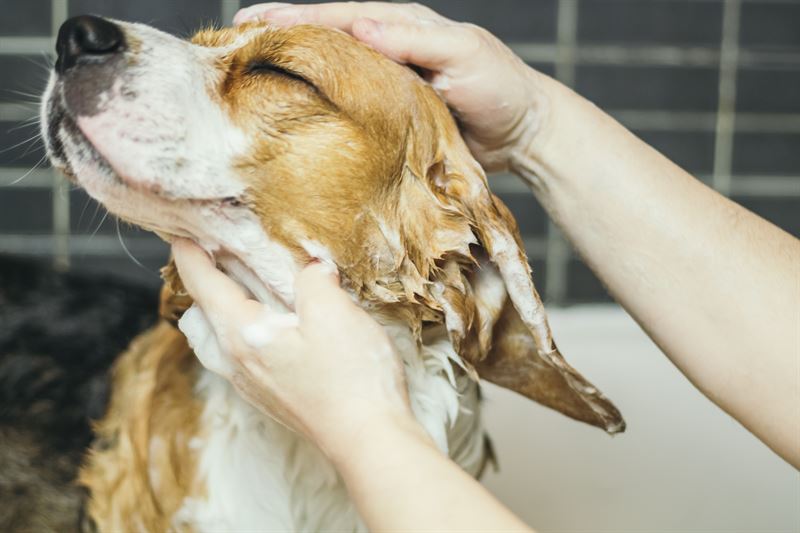 Practical Grooming Tips for Dog Owners