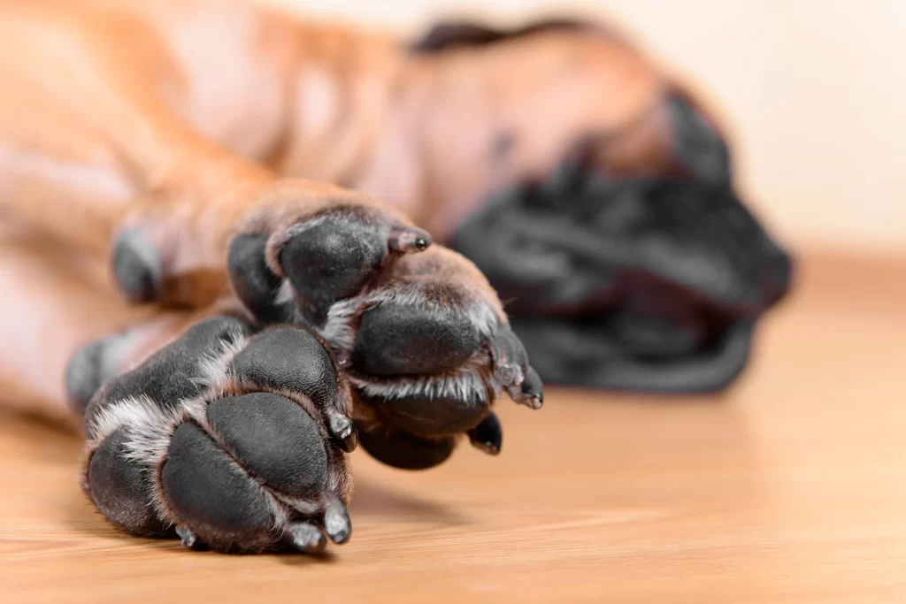 Practical Paw Pad Care with Careers Collectiv
