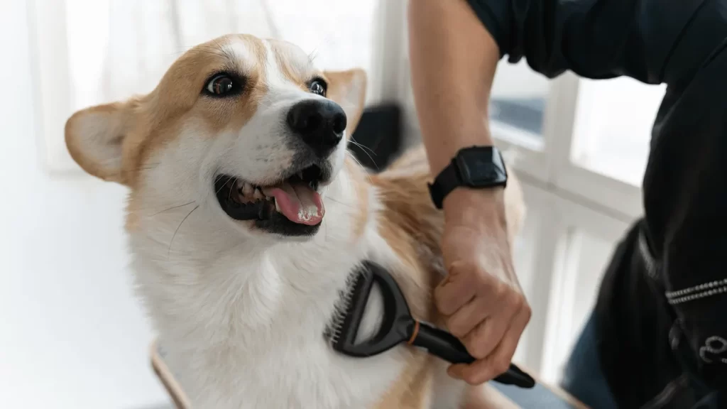 Preparing Your Dog Before Grooming