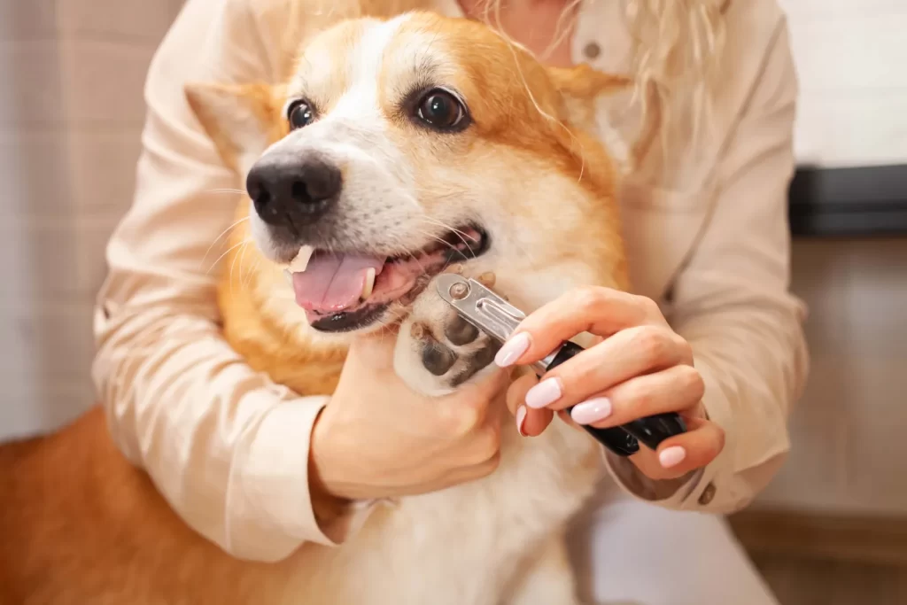 Prepping Your Dog for Nail Trimming