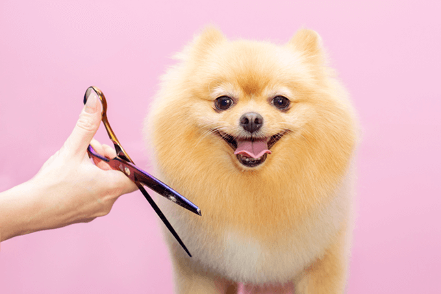 Preventative Grooming Routine for Long-Haired Dogs (Checklist)