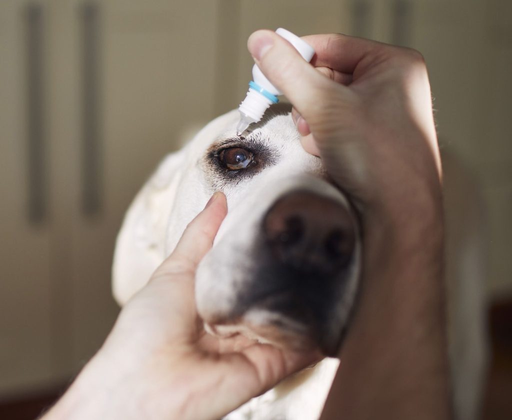 Preventative Tips for Long-Term Eye Health